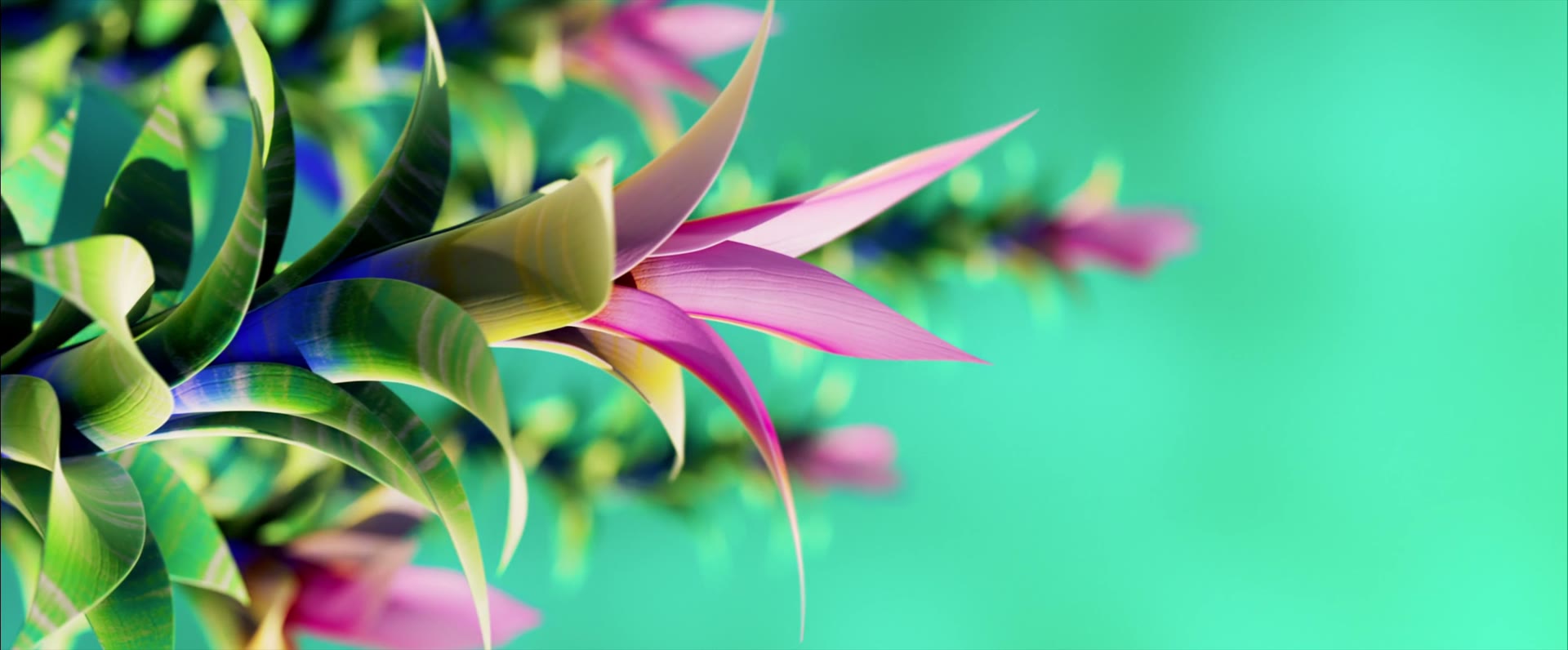 Botanical reference image